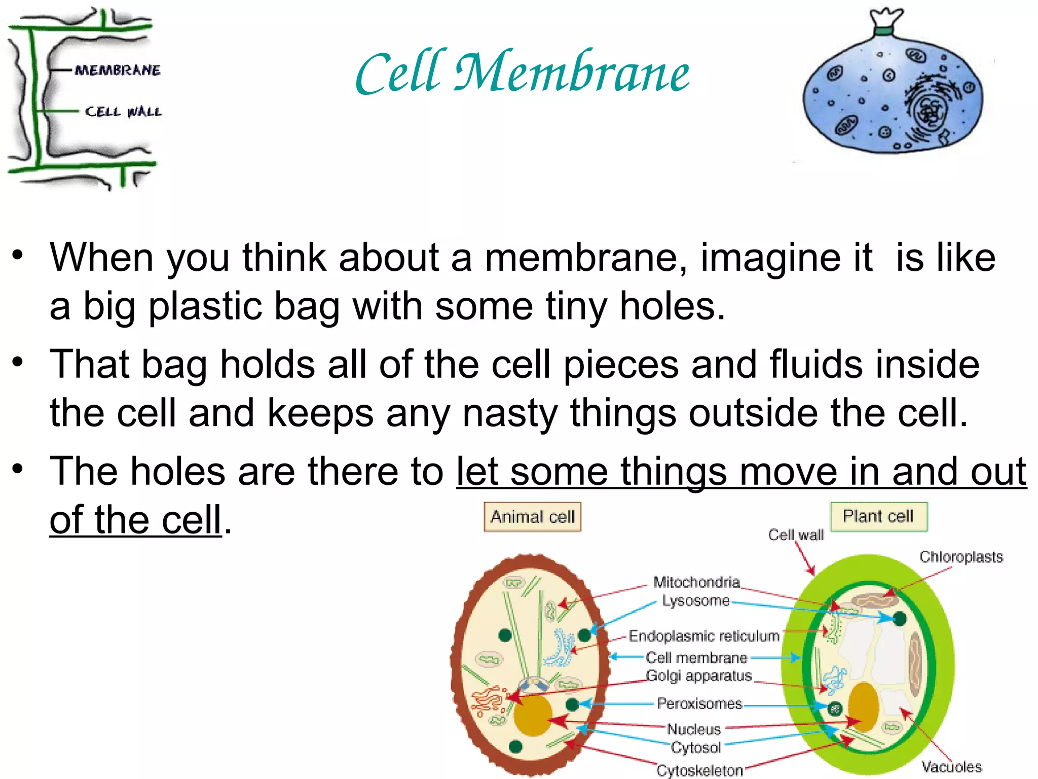 Cell Membrane
• When you think about a membrane, imagine it is like
a big plastic bag with some tiny holes.
• That bag holds all of the cell pieces and fluids inside
the cell and keeps any nasty things outside the cell.
• The holes are there to let some things move in and out
of the cell.

 