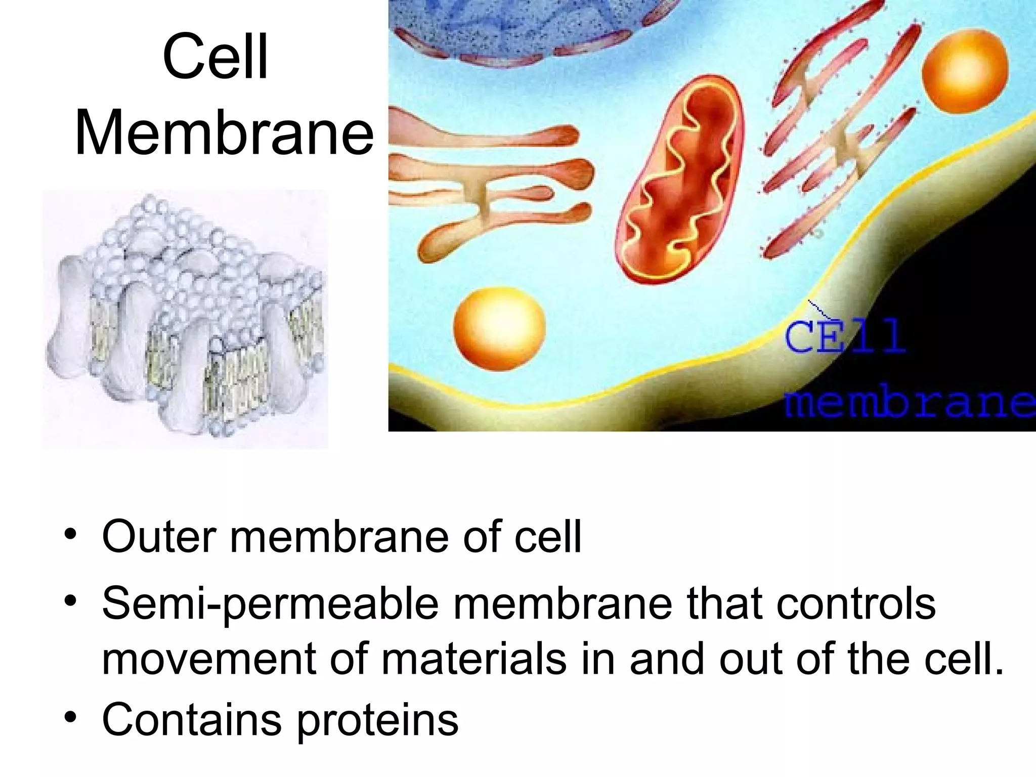 Cell
Membrane

• Outer membrane of cell
• Semi-permeable membrane that controls
movement of materials in and out of the cell.
• Contains proteins

 