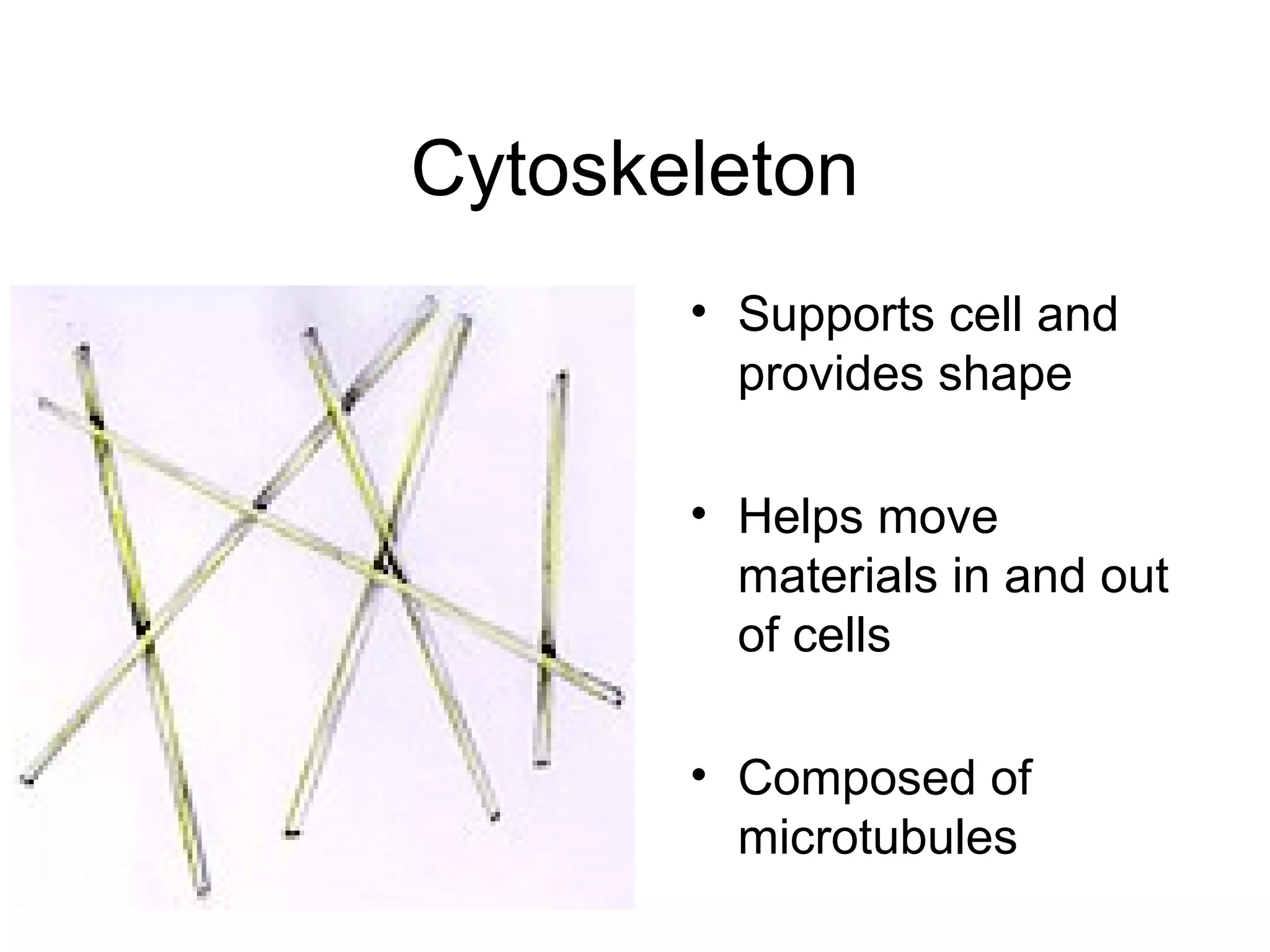 Cytoskeleton
• Supports cell and
provides shape
• Helps move
materials in and out
of cells
• Composed of
microtubules

 