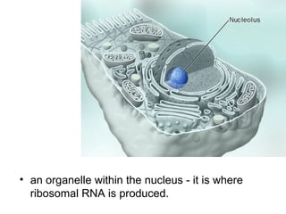 Nucleolus

• an organelle within the nucleus - it is where
ribosomal RNA is produced.

 