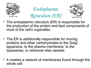 Endoplasmic
Reticulum (ER)
• The endoplasmic reticulum (ER) is responsible for
the production of the protein and lipid components of
most of the cell's organelles.
• The ER is additionally responsible for moving
proteins and other carbohydrates to the Golgi
apparatus, to the plasma membrane, to the
lysosomes, or wherever else needed.
• It creates a network of membranes found through the
whole cell.

 