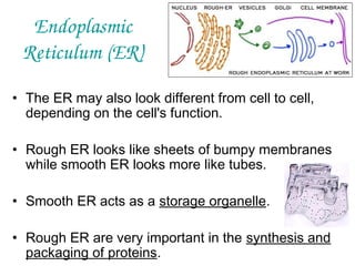 Endoplasmic
Reticulum (ER)
• The ER may also look different from cell to cell,
depending on the cell's function.
• Rough ER looks like sheets of bumpy membranes
while smooth ER looks more like tubes.
• Smooth ER acts as a storage organelle.
• Rough ER are very important in the synthesis and
packaging of proteins.

 