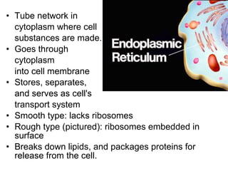 • Tube network in
cytoplasm where cell
substances are made.
• Goes through
cytoplasm
into cell membrane
• Stores, separates,
and serves as cell's
transport system
• Smooth type: lacks ribosomes
• Rough type (pictured): ribosomes embedded in
surface
• Breaks down lipids, and packages proteins for
release from the cell.

 