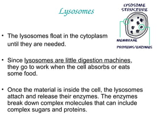Lysosomes
• The lysosomes float in the cytoplasm
until they are needed.
• Since lysosomes are little digestion machines,
they go to work when the cell absorbs or eats
some food.
• Once the material is inside the cell, the lysosomes
attach and release their enzymes. The enzymes
break down complex molecules that can include
complex sugars and proteins.

 