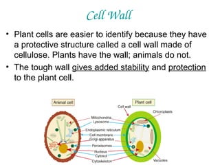 Cell Wall
• Plant cells are easier to identify because they have
a protective structure called a cell wall made of
cellulose. Plants have the wall; animals do not.
• The tough wall gives added stability and protection
to the plant cell.

 