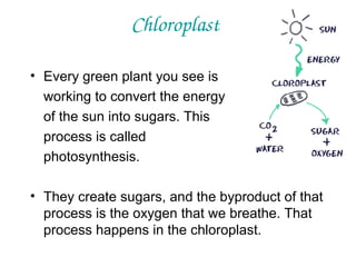 Chloroplast
• Every green plant you see is
working to convert the energy
of the sun into sugars. This
process is called
photosynthesis.
• They create sugars, and the byproduct of that
process is the oxygen that we breathe. That
process happens in the chloroplast.

 