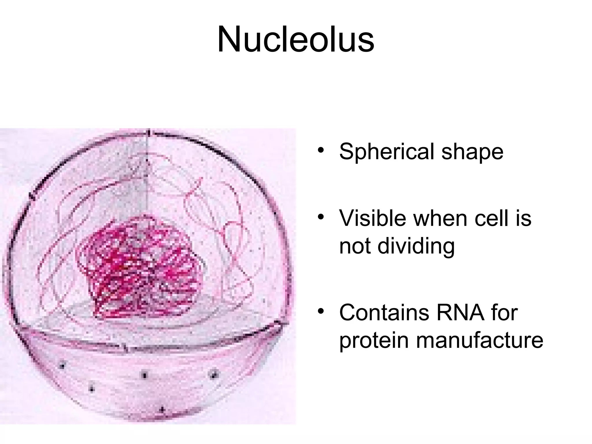 Nucleolus
• Spherical shape
• Visible when cell is
not dividing
• Contains RNA for
protein manufacture

 
