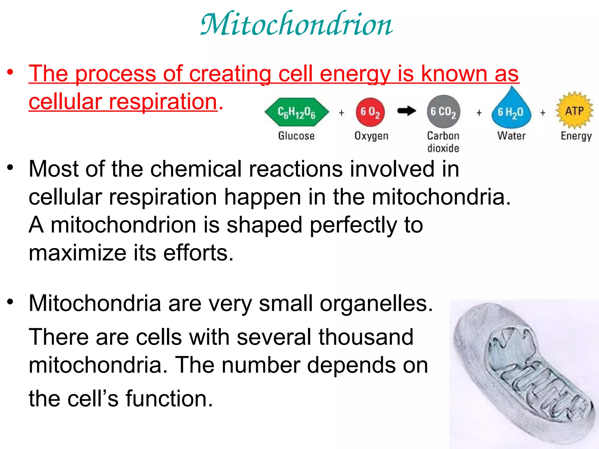 Mitochondrion
• The process of creating cell energy is known as
cellular respiration.
• Most of the chemical reactions involved in
cellular respiration happen in the mitochondria.
A mitochondrion is shaped perfectly to
maximize its efforts.
• Mitochondria are very small organelles.
There are cells with several thousand
mitochondria. The number depends on
the cell’s function.

 