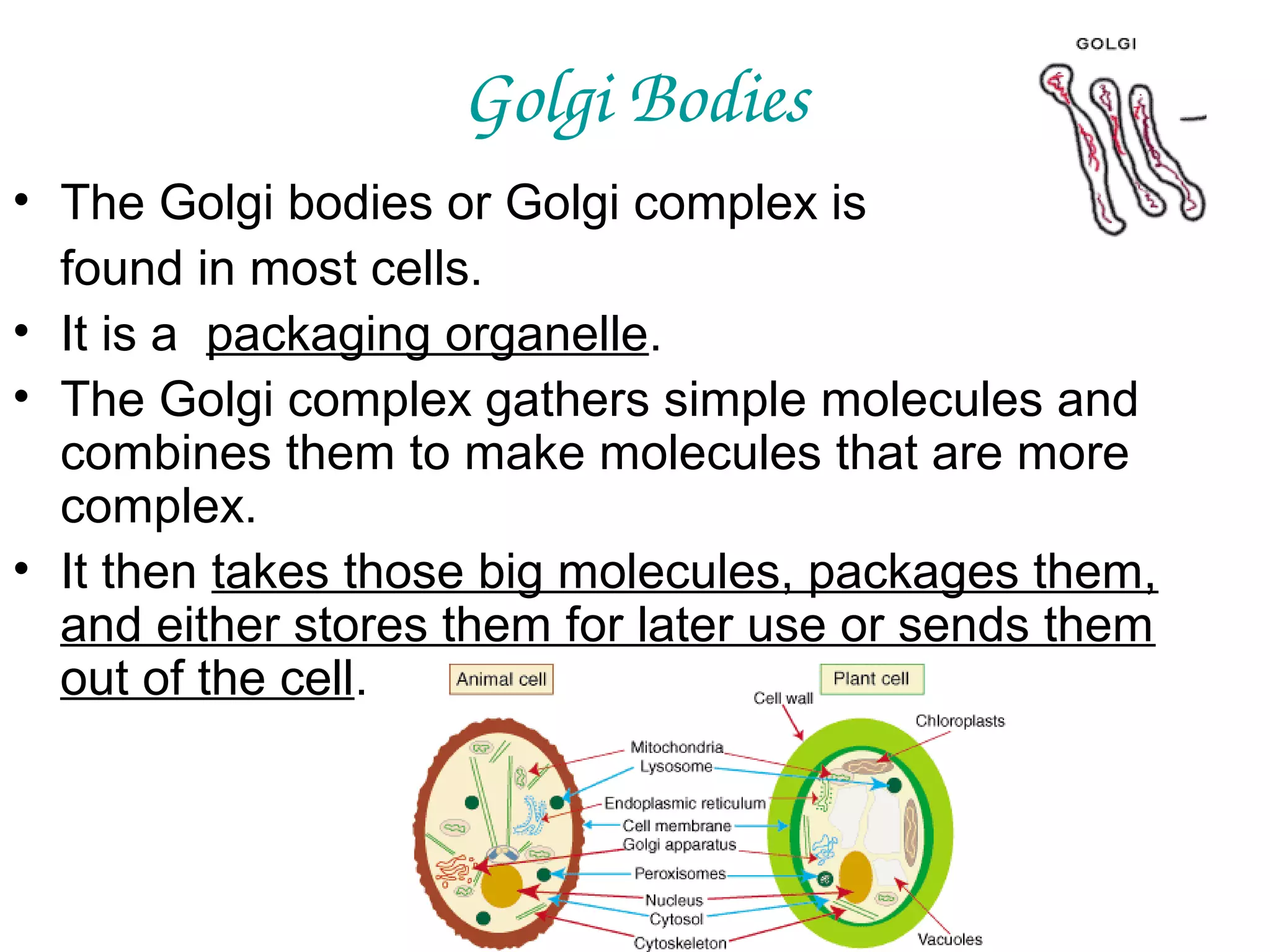 Golgi Bodies
• The Golgi bodies or Golgi complex is
found in most cells.
• It is a packaging organelle.
• The Golgi complex gathers simple molecules and
combines them to make molecules that are more
complex.
• It then takes those big molecules, packages them,
and either stores them for later use or sends them
out of the cell.

 