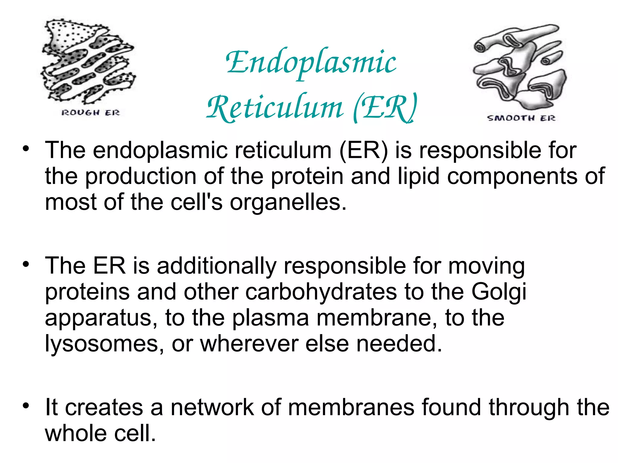 Endoplasmic
Reticulum (ER)
• The endoplasmic reticulum (ER) is responsible for
the production of the protein and lipid components of
most of the cell's organelles.
• The ER is additionally responsible for moving
proteins and other carbohydrates to the Golgi
apparatus, to the plasma membrane, to the
lysosomes, or wherever else needed.
• It creates a network of membranes found through the
whole cell.

 