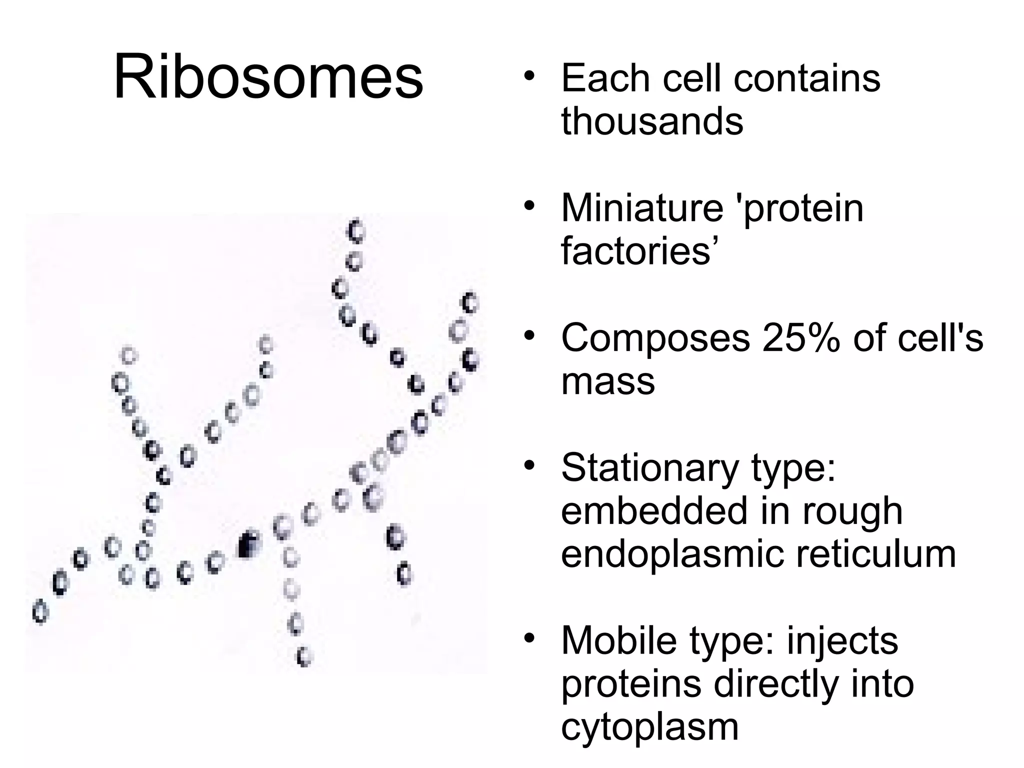 Ribosomes

• Each cell contains
thousands
• Miniature 'protein
factories’
• Composes 25% of cell's
mass
• Stationary type:
embedded in rough
endoplasmic reticulum
• Mobile type: injects
proteins directly into
cytoplasm

 
