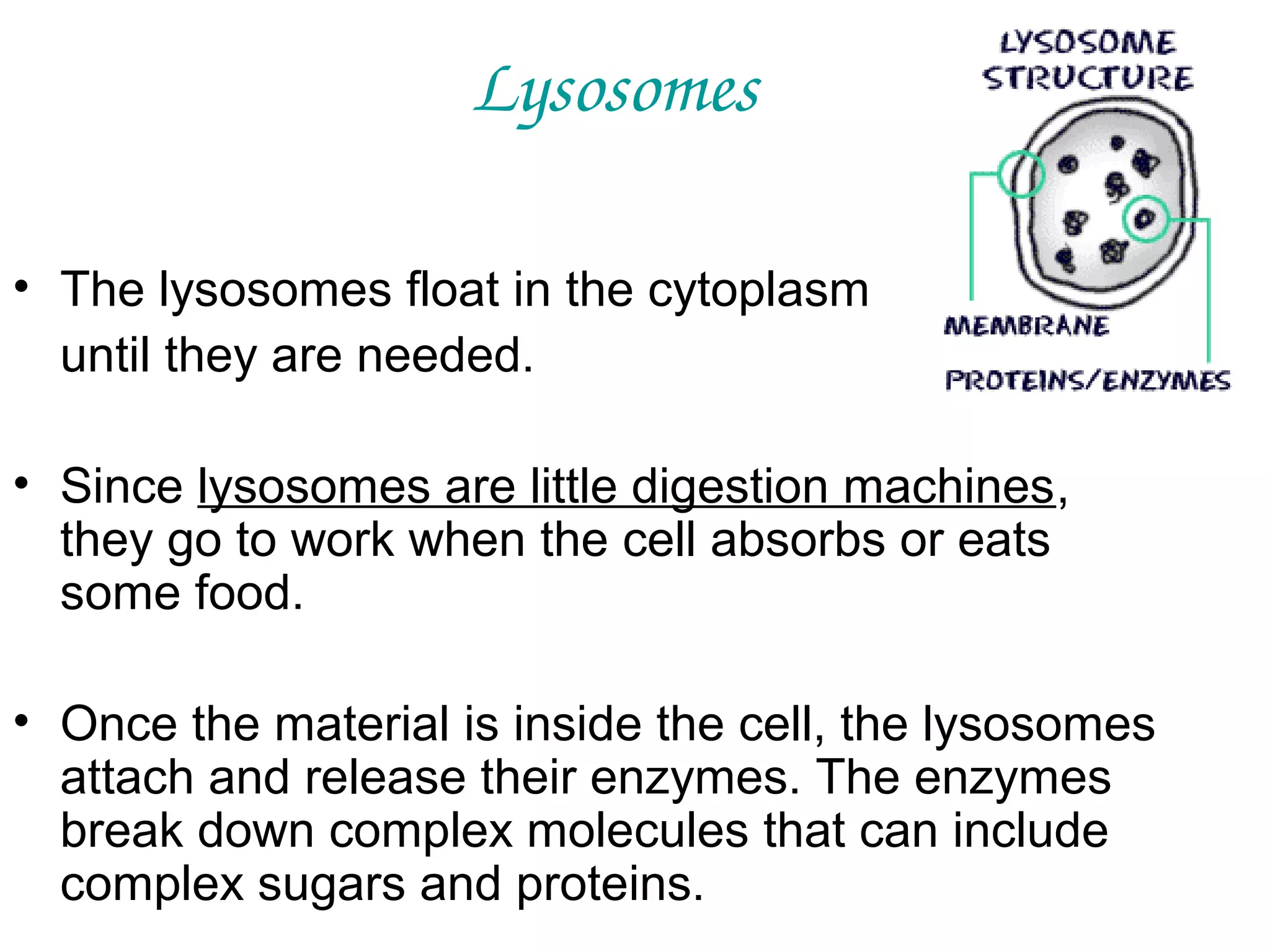 Lysosomes
• The lysosomes float in the cytoplasm
until they are needed.
• Since lysosomes are little digestion machines,
they go to work when the cell absorbs or eats
some food.
• Once the material is inside the cell, the lysosomes
attach and release their enzymes. The enzymes
break down complex molecules that can include
complex sugars and proteins.

 