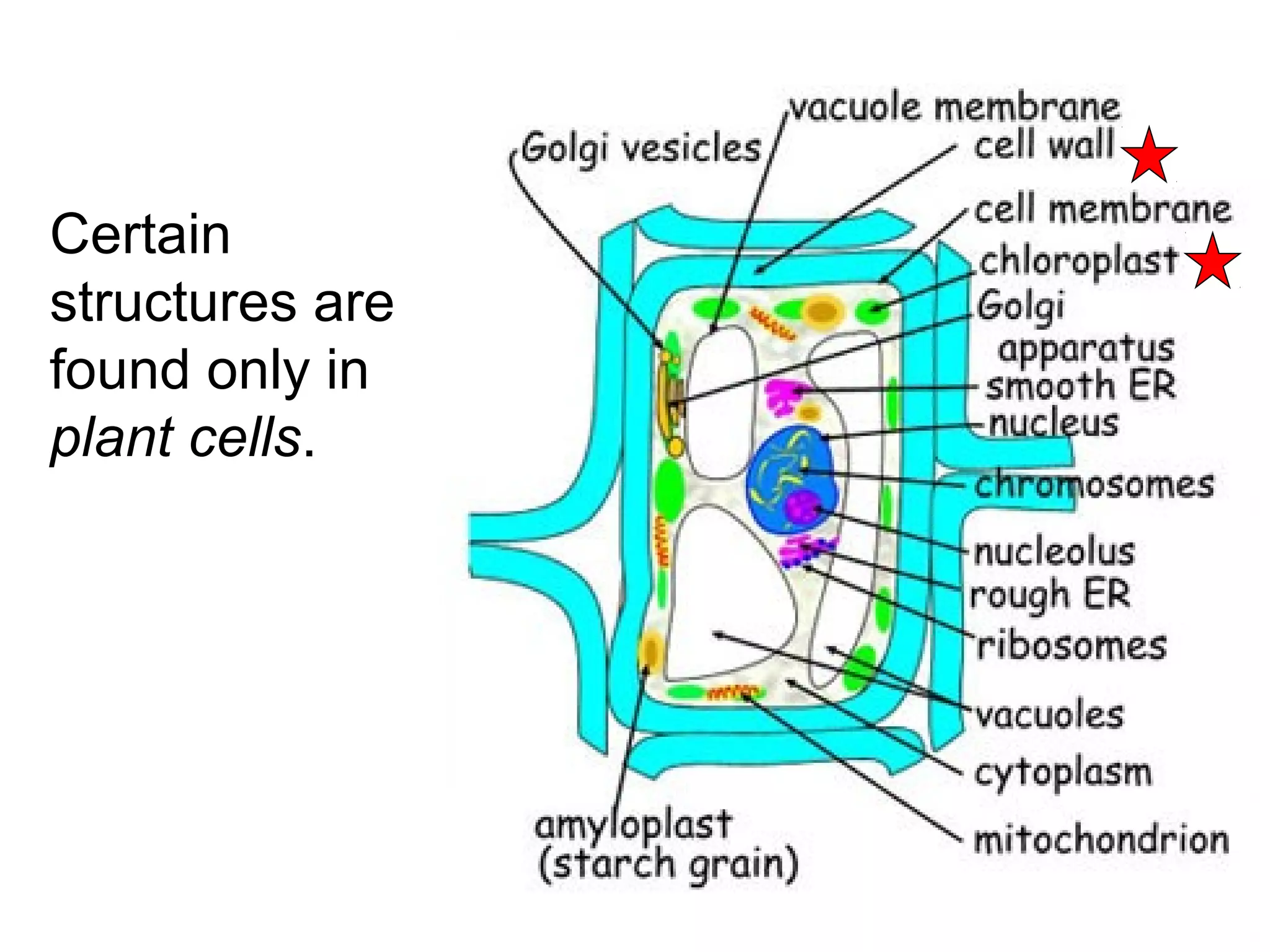 Plant cells
Certain
structures are
found only in
plant cells.

 