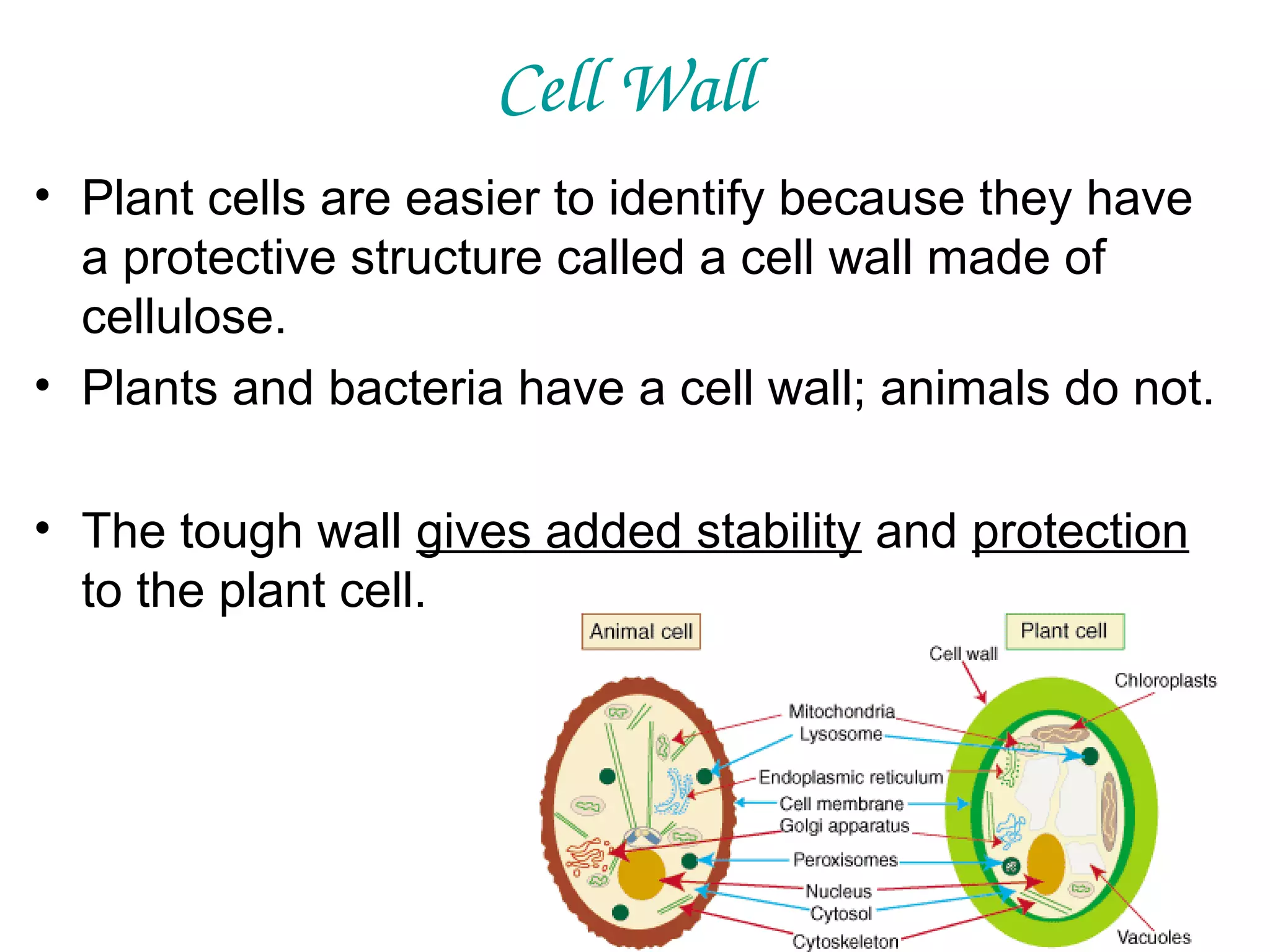 Cell Wall
• Plant cells are easier to identify because they have
a protective structure called a cell wall made of
cellulose.
• Plants and bacteria have a cell wall; animals do not.
• The tough wall gives added stability and protection
to the plant cell.

 