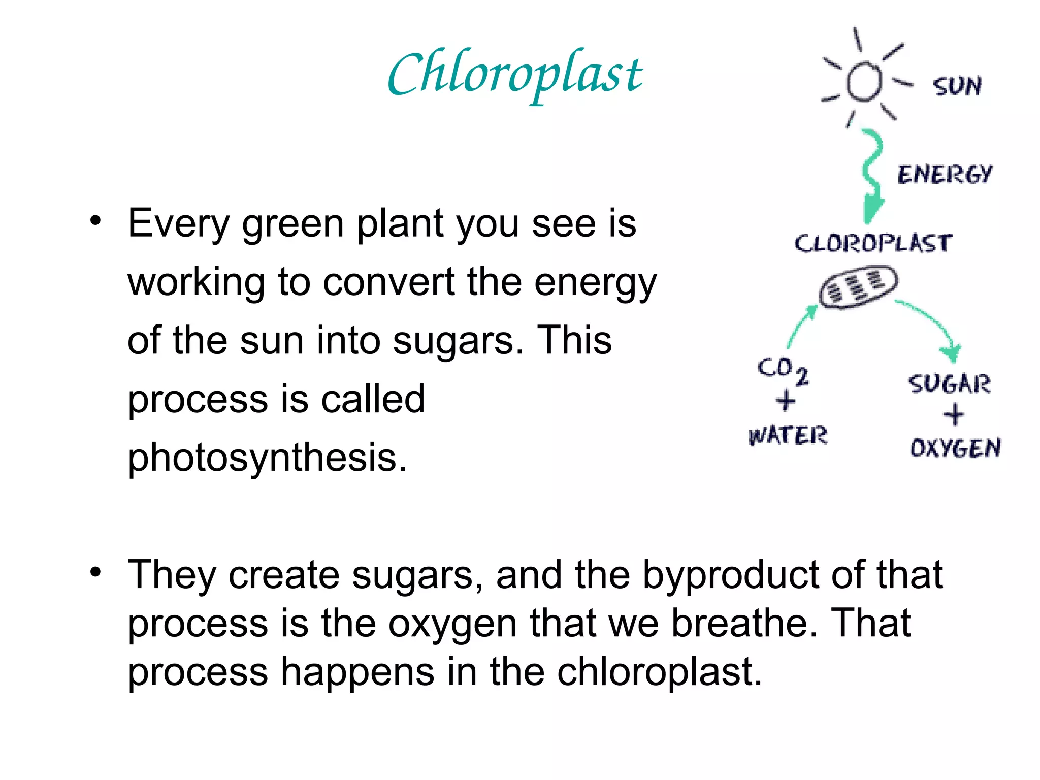 Chloroplast
• Every green plant you see is
working to convert the energy
of the sun into sugars. This
process is called
photosynthesis.
• They create sugars, and the byproduct of that
process is the oxygen that we breathe. That
process happens in the chloroplast.

 