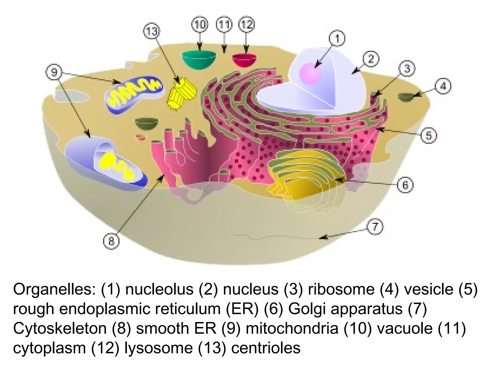 Organelles: (1) nucleolus (2) nucleus (3) ribosome (4) vesicle (5)
rough endoplasmic reticulum (ER) (6) Golgi apparatus (7)
Cytoskeleton (8) smooth ER (9) mitochondria (10) vacuole (11)
cytoplasm (12) lysosome (13) centrioles

 