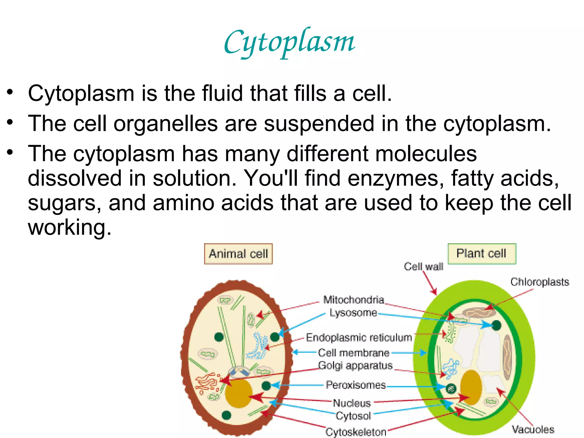 Cytoplasm
• Cytoplasm is the fluid that fills a cell.
• The cell organelles are suspended in the cytoplasm.
• The cytoplasm has many different molecules
dissolved in solution. You'll find enzymes, fatty acids,
sugars, and amino acids that are used to keep the cell
working.

 
