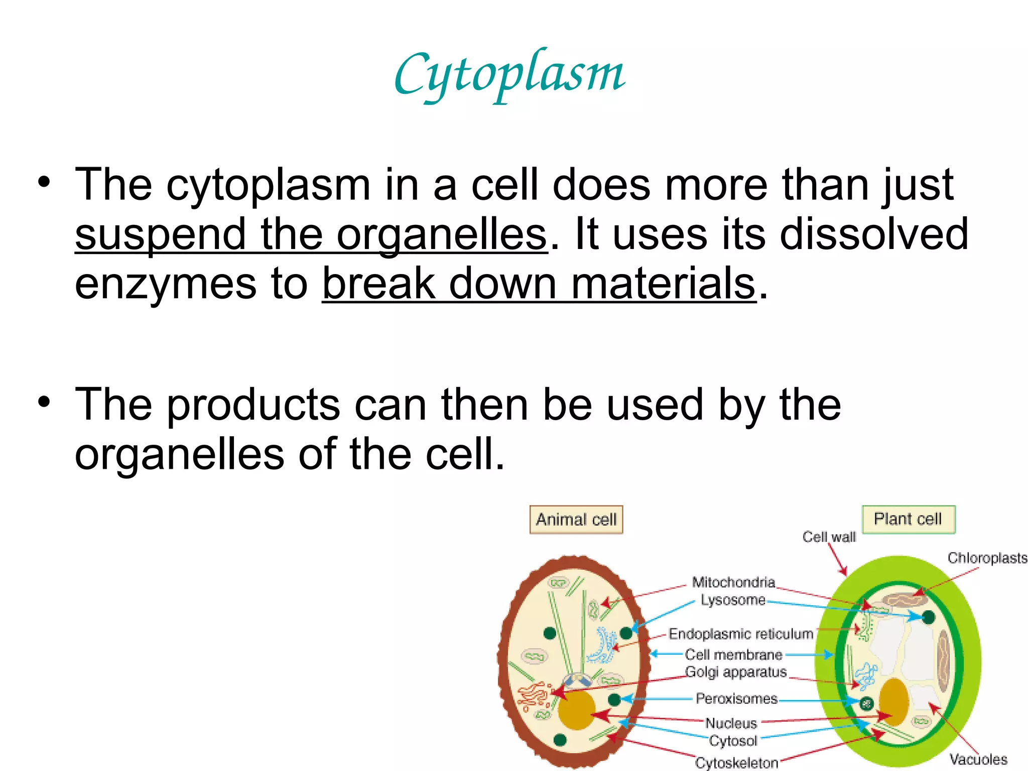 Cytoplasm
• The cytoplasm in a cell does more than just
suspend the organelles. It uses its dissolved
enzymes to break down materials.
• The products can then be used by the
organelles of the cell.

 