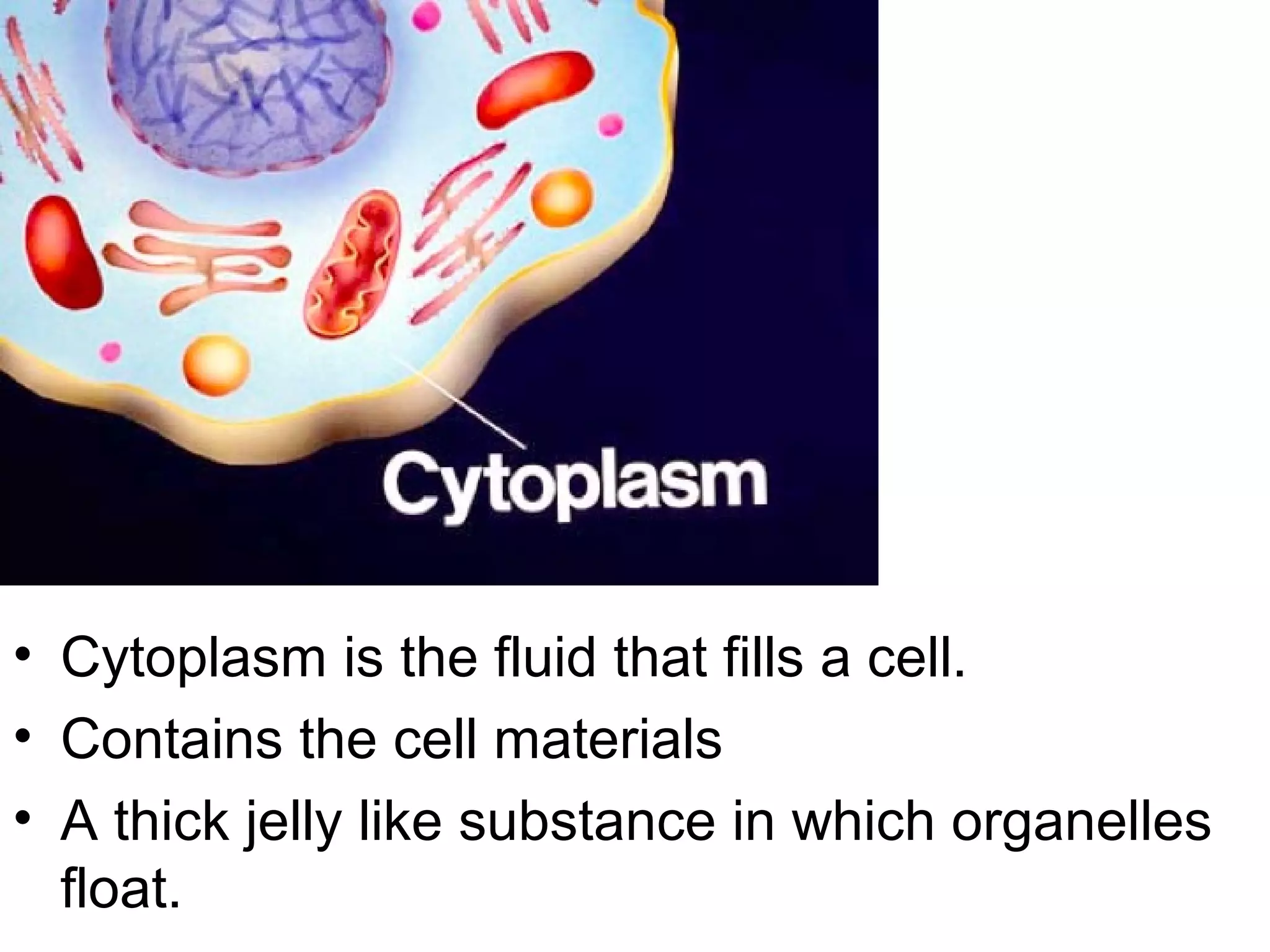 Cytoplasm

• Cytoplasm is the fluid that fills a cell.
• Contains the cell materials
• A thick jelly like substance in which organelles
float.

 