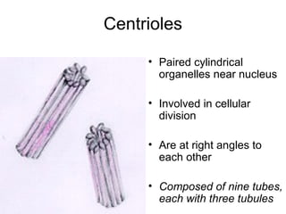 Centrioles
• Paired cylindrical
organelles near nucleus
• Involved in cellular
division
• Are at right angles to
each other
• Composed of nine tubes,
each with three tubules

 