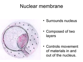 Nuclear membrane
• Surrounds nucleus
• Composed of two
layers
• Controls movement
of materials in and
out of the nucleus.

 
