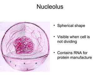 Nucleolus
• Spherical shape
• Visible when cell is
not dividing
• Contains RNA for
protein manufacture

 