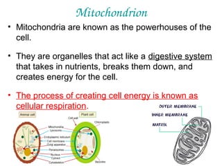 Mitochondrion
• Mitochondria are known as the powerhouses of the
cell.
• They are organelles that act like a digestive system
that takes in nutrients, breaks them down, and
creates energy for the cell.
• The process of creating cell energy is known as
cellular respiration.

 