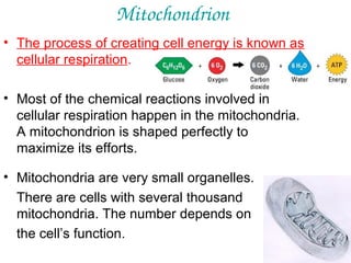 Mitochondrion
• The process of creating cell energy is known as
cellular respiration.
• Most of the chemical reactions involved in
cellular respiration happen in the mitochondria.
A mitochondrion is shaped perfectly to
maximize its efforts.
• Mitochondria are very small organelles.
There are cells with several thousand
mitochondria. The number depends on
the cell’s function.

 