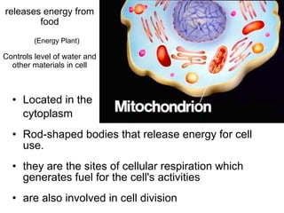releases energy from
food
(Energy Plant)

Controls level of water and
other materials in cell

• Located in the
cytoplasm
• Rod-shaped bodies that release energy for cell
use.
• they are the sites of cellular respiration which
generates fuel for the cell's activities
• are also involved in cell division

 