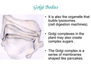 Golgi Bodies
• It is also the organelle that
builds lysosomes
(cell digestion machines).
• Golgi complexes in the
plant may also create
complex sugars .
• The Golgi complex is a
series of membranes
shaped like pancakes.

 
