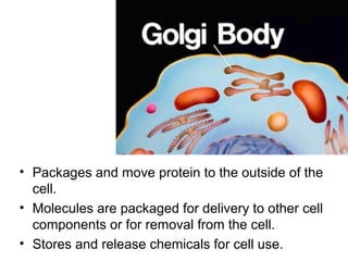Golgi Bodies

• Packages and move protein to the outside of the
cell.
• Molecules are packaged for delivery to other cell
components or for removal from the cell.
• Stores and release chemicals for cell use.

 