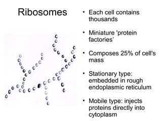 Ribosomes

• Each cell contains
thousands
• Miniature 'protein
factories’
• Composes 25% of cell's
mass
• Stationary type:
embedded in rough
endoplasmic reticulum
• Mobile type: injects
proteins directly into
cytoplasm

 