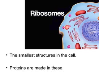 Ribosomes

• The smallest structures in the cell.
• Proteins are made in these.

 