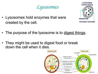 Lysosomes
• Lysosomes hold enzymes that were
created by the cell.
• The purpose of the lysosome is to digest things.
• They might be used to digest food or break
down the cell when it dies.

 
