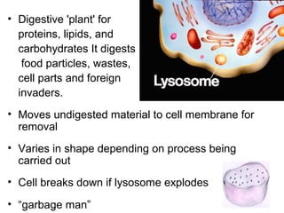 • Digestive 'plant' for
proteins, lipids, and
carbohydrates It digests
food particles, wastes,
cell parts and foreign
invaders.

Lysosome

• Moves undigested material to cell membrane for
removal
• Varies in shape depending on process being
carried out
• Cell breaks down if lysosome explodes
• “garbage man”

 