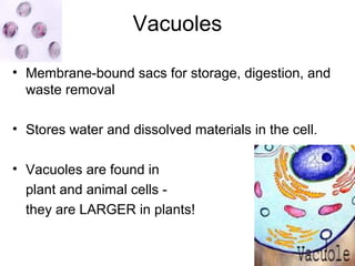 Vacuoles
• Membrane-bound sacs for storage, digestion, and
waste removal
• Stores water and dissolved materials in the cell.
• Vacuoles are found in
plant and animal cells they are LARGER in plants!

 