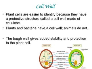 Cell Wall
• Plant cells are easier to identify because they have
a protective structure called a cell wall made of
cellulose.
• Plants and bacteria have a cell wall; animals do not.
• The tough wall gives added stability and protection
to the plant cell.

 