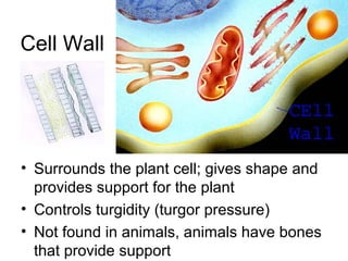 Cell Wall

• Surrounds the plant cell; gives shape and
provides support for the plant
• Controls turgidity (turgor pressure)
• Not found in animals, animals have bones
that provide support

 