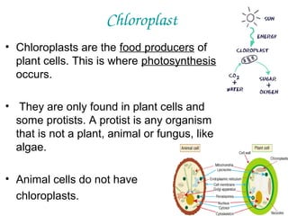 Chloroplast
• Chloroplasts are the food producers of
plant cells. This is where photosynthesis
occurs.
• They are only found in plant cells and
some protists. A protist is any organism
that is not a plant, animal or fungus, like
algae.
• Animal cells do not have
chloroplasts.

 