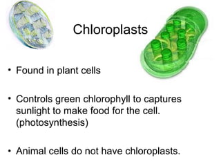 Chloroplasts
• Found in plant cells
• Controls green chlorophyll to captures
sunlight to make food for the cell.
(photosynthesis)
• Animal cells do not have chloroplasts.

 