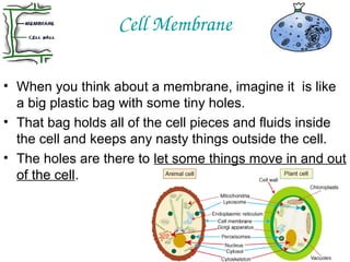 Cell Membrane
• When you think about a membrane, imagine it is like
a big plastic bag with some tiny holes.
• That bag holds all of the cell pieces and fluids inside
the cell and keeps any nasty things outside the cell.
• The holes are there to let some things move in and out
of the cell.

 