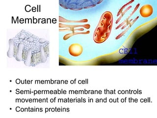 Cell
Membrane

• Outer membrane of cell
• Semi-permeable membrane that controls
movement of materials in and out of the cell.
• Contains proteins

 