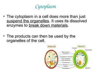 Cytoplasm
• The cytoplasm in a cell does more than just
suspend the organelles. It uses its dissolved
enzymes to break down materials.
• The products can then be used by the
organelles of the cell.

 