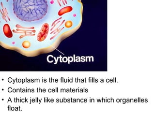 Cytoplasm

• Cytoplasm is the fluid that fills a cell.
• Contains the cell materials
• A thick jelly like substance in which organelles
float.

 