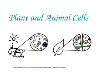 Plant and Animal Cells

http://www.microscopy-uk.net/vidplanet/video/show/o1GQyciJaTA/online

 