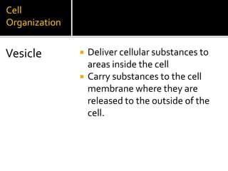 Cell
Organization
 Deliver cellular substances to
areas inside the cell
 Carry substances to the cell
membrane where they are
released to the outside of the
cell.
Vesicle
 