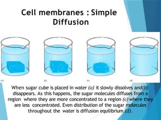 Cell membranes : Simple
Diffusion
When sugar cube is placed in water (a) it slowly dissolves and(b)
disappears. As this happens, the sugar molecules diffuses from a
region where they are more concentrated to a region (c) where they
are less concentrated. Even distribution of the sugar molecules
throughout the water is diffusion equilibrium (d).
 