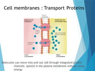 Cell membranes : Transport Proteins
Molecules can move into and out cell through integrated protein
channels (pores) in the plasma membrane without using
energy
 