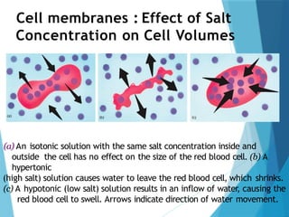Cell membranes : Effect of Salt
Concentration on Cell Volumes
(a) An isotonic solution with the same salt concentration inside and
outside the cell has no effect on the size of the red blood cell. (b) A
hypertonic
(high salt) solution causes water to leave the red blood cell, which shrinks.
(c) A hypotonic (low salt) solution results in an inflow of water, causing the
red blood cell to swell. Arrows indicate direction of water movement.
 