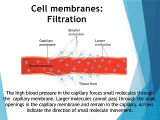 Cell membranes:
Filtration
The high blood pressure in the capillary forces small molecules through
the capillary membrane. Larger molecules cannot pass through the small
openings in the capillary membrane and remain in the capillary. Arrows
indicate the direction of small molecule movement.
 